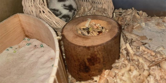 Barang-Barang yang di Butuhkan Untuk Pelihara Hamster