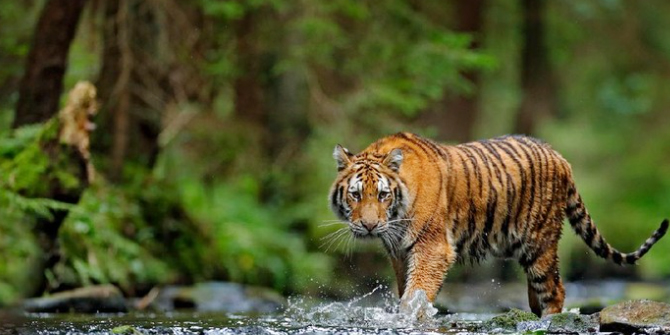 Hari Harimau Sedunia, Bhutan dan India Ada Kabar Baik