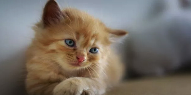 3 Cara Membuat Kucing Bahagia