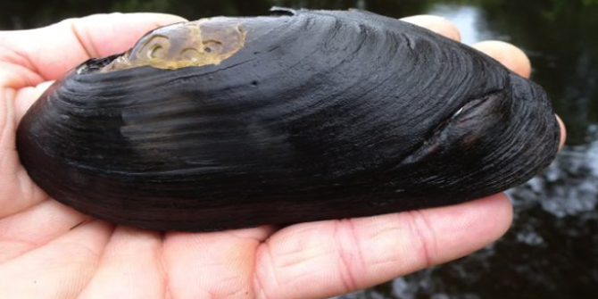 Freshwater pearl mussel