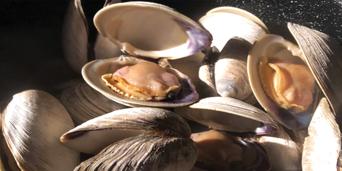 Ocean quahog clam