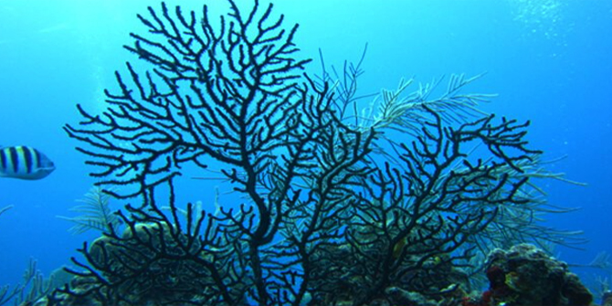 Black coral